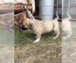 Small Photo #4 Anatolian Shepherd Puppy For Sale in ROBSTOWN, TX, USA