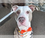 *HUMPHREY - Male Mutt Dog for Adoption - Small photo