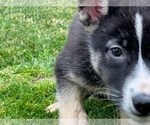 Small Photo #26 German Shepherd Dog Puppy For Sale in JURUPA VALLEY, CA, USA