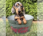 Small #3 Dachshund