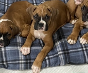 Boxer Puppy for sale in MARSHFIELD, MO, USA