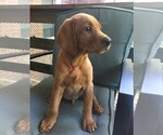 Puppy 4 Labrador Retriever-Unknown Mix