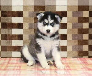 Pomsky Puppy for sale in DENVER, PA, USA