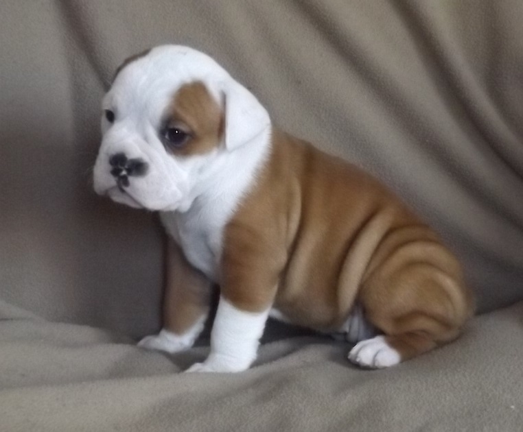 Medium Photo #1 Valley Bulldog Puppy For Sale in TAHLEQUAH, OK, USA