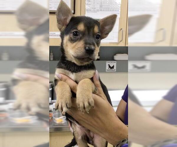 Medium Photo #1 American Pit Bull Terrier-Unknown Mix Puppy For Sale in Riverside, CA, USA