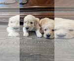 Small Photo #4 Golden Retriever Puppy For Sale in SACRAMENTO, CA, USA
