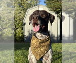 Small #3 German Shorthaired Pointer