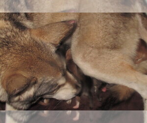 Wolf Hybrid Puppy for Sale in BECKLEY, West Virginia USA