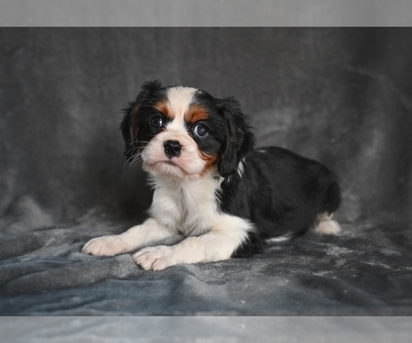 Medium Photo #1 Cavalier King Charles Spaniel Puppy For Sale in MILLERSBURG, OH, USA