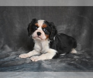 Cavalier King Charles Spaniel Puppy for sale in MILLERSBURG, OH, USA