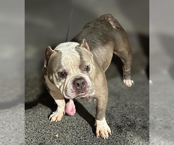 Medium Photo #1 Bulldog-Unknown Mix Puppy For Sale in San Antonio, TX, USA