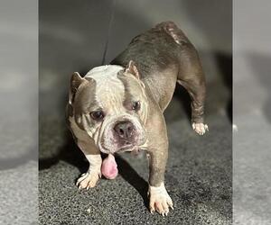 Bulldog-Unknown Mix Dogs for adoption in San Antonio, TX, USA