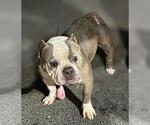 Small Bulldog Mix