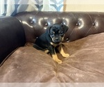 Puppy Dahlia Carlin Pinscher