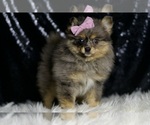 Small #3 Pomeranian