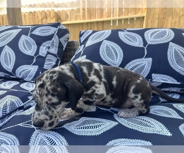 Medium Photo #24 Great Dane Puppy For Sale in WILLIS, TX, USA