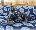 Small Photo #24 Great Dane Puppy For Sale in WILLIS, TX, USA