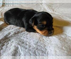 Yorkshire Terrier Puppy for sale in CORNERSVILLE, TN, USA