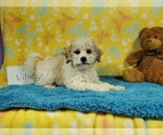 Small #8 Goldendoodle-Poodle (Toy) Mix