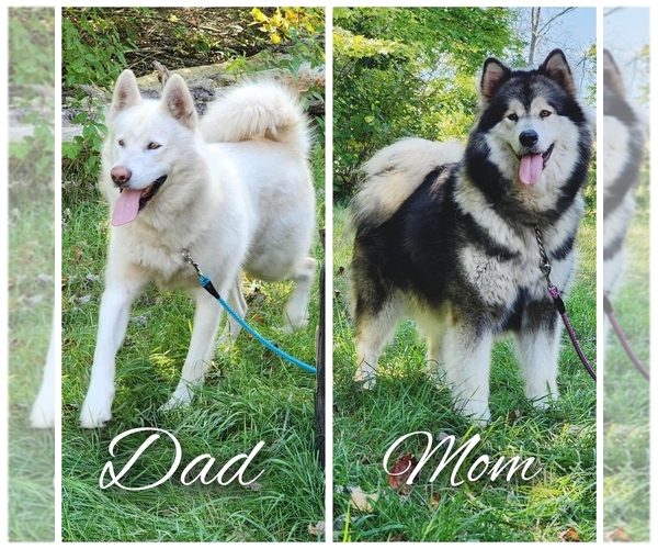 Medium Photo #1 Alaskan Malamute Puppy For Sale in CRIVITZ, WI, USA