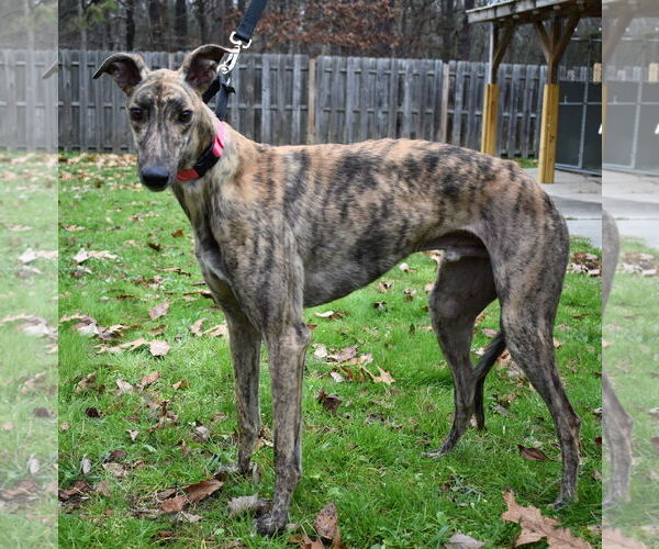 Medium Photo #2 Greyhound Puppy For Sale in Cherry Hill, NJ, USA