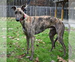 Small #1 Greyhound