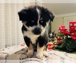Small Photo #19 Siberian Husky Puppy For Sale in SUGAR LAND, TX, USA