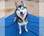 Small Photo #1 Siberian Husky Puppy For Sale in Apple Valley, CA, USA