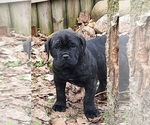 Small #6 Cane Corso