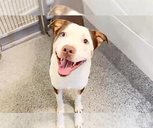 GIGGLES - Male American Pit Bull Terrier-Unknown Mix Dog for Adoption - Photo #2