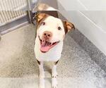 Small Photo #2 American Pit Bull Terrier-Unknown Mix Puppy For Sale in Houston, TX, USA