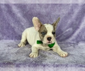 French Bulldog Puppy for sale in LANCASTER, PA, USA