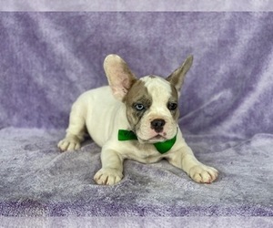 Medium French Bulldog