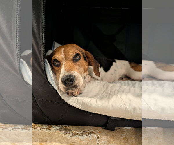 Medium Photo #2 Beagle Puppy For Sale in Tampa, FL, USA