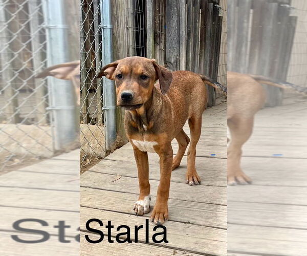 Medium Photo #4  Puppy For Sale in , 