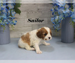 Small #3 Cavalier King Charles Spaniel