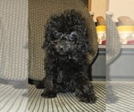 Small #16 Poodle (Toy)