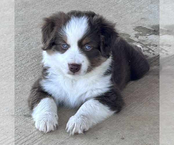 Medium Photo #5 Miniature Australian Shepherd Puppy For Sale in CANTON, TX, USA