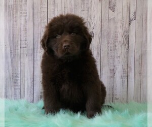 Newfoundland Puppy for sale in FREDERICKSBG, OH, USA