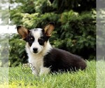 Small #3 Pembroke Welsh Corgi