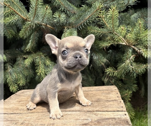 Medium Photo #1 French Bulldog Puppy For Sale in MIDDLEBURY, IN, USA
