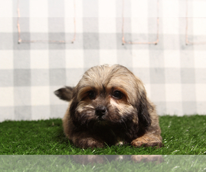 Zuchon Puppy for sale in MARIETTA, GA, USA