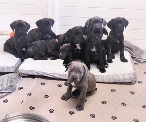 Cane Corso Puppy for sale in CHULA VISTA, CA, USA