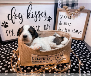 Aussiedoodle Puppy for sale in TRIADELPHIA, WV, USA