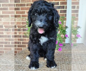 Aussiedoodle Puppy for sale in COLUMBIA, TN, USA