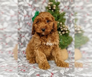 Cavapoo-Poodle (Miniature) Mix Puppy for sale in KIRKWOOD, PA, USA