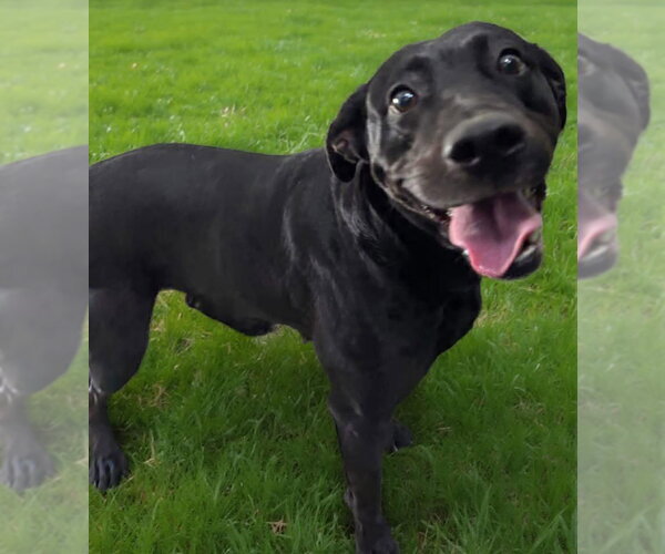 Medium Photo #4 Mutt Puppy For Sale in Rustburg, VA, USA