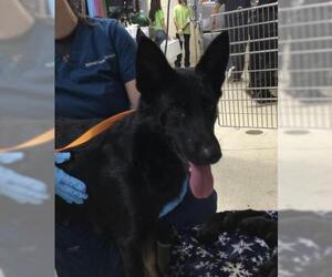 German Shepherd Dog Dogs for adoption in Riverside, CA, USA