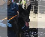Small German Shepherd Dog