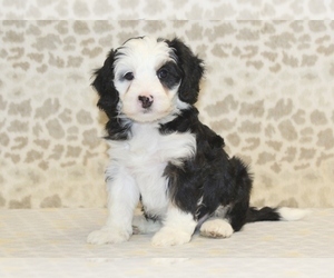 Cane Corso Puppy for sale in DENVER, PA, USA
